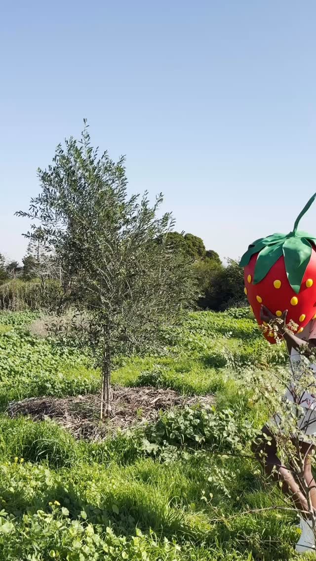 ⁨	בוא להתחדש בפיג׳מה לחג, שפשוט כיף ללבוש 🍓